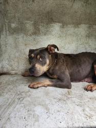 Shelter Stray Female Dog last seen Near BLOCK OF COUNTESS, 4950 SW Triana Blvd, Huntsville, AL 35805, USA