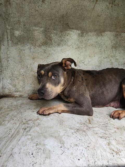 Shelter Stray Female Dog last seen Near BLOCK OF COUNTESS, 4950 SW Triana Blvd, Huntsville, AL 35805, USA