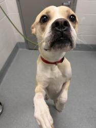 Shelter Stray Male Dog last seen Near, 2600 S Harding St, Indianapolis, IN 46221, USA