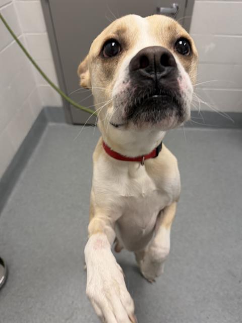 Shelter Stray Male Dog last seen Near, 2600 S Harding St, Indianapolis, IN 46221, USA