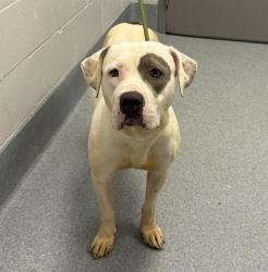Shelter Stray Female Dog last seen Near, 2600 S Harding St, Indianapolis, IN 46221, USA