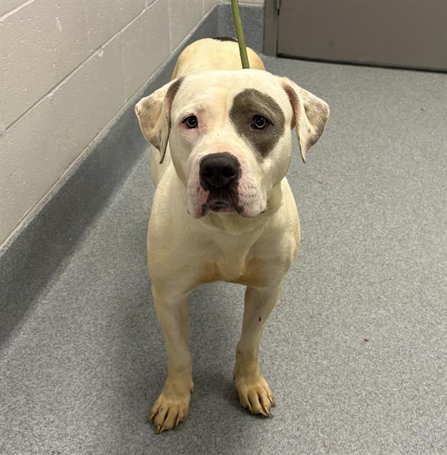 Shelter Stray Female Dog last seen Near, 2600 S Harding St, Indianapolis, IN 46221, USA
