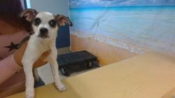 Shelter Stray Male Dog last seen Near BLOCK NW MIAMI LAKES, 3599 NW 79th Ave, Doral, FL 33122, USA
