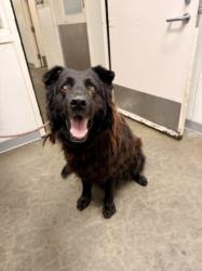 Shelter Stray Male Dog last seen , 1850 W 60th St, Los Angeles, CA 90047, USA