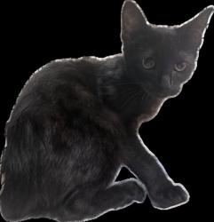 Shelter Stray Male Cat last seen , 3201 Lacy St, Los Angeles, CA 90031, USA