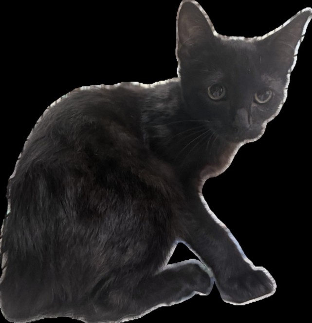 Shelter Stray Male Cat last seen , 3201 Lacy St, Los Angeles, CA 90031, USA