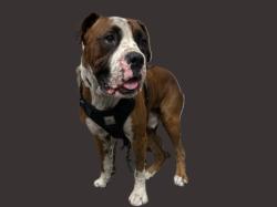 Shelter Stray Male Dog last seen , 3201 Lacy St, Los Angeles, CA 90031, USA