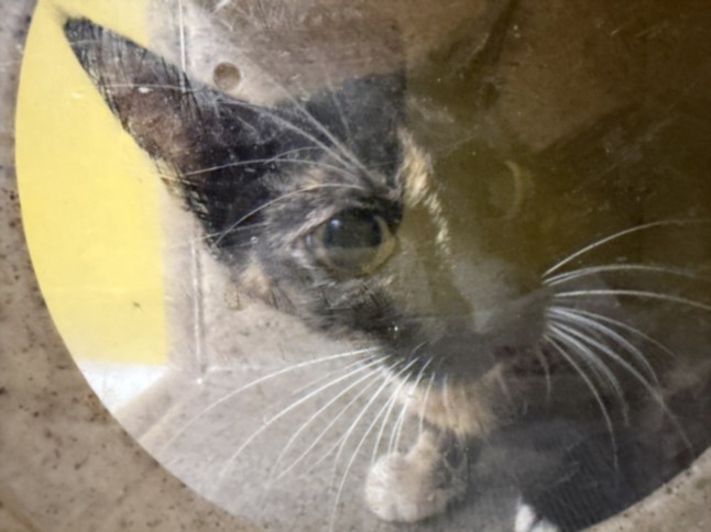 Shelter Stray Female Cat last seen , 3201 Lacy St, Los Angeles, CA 90031, USA