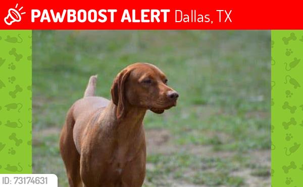 Lost Unknown Dog last seen Bachman Lake Dallas, TX, Dallas, TX 75220
