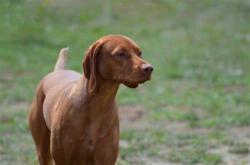 Lost Unknown Dog last seen Bachman Lake Dallas, TX, Dallas, TX 75220