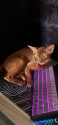 Reunited Male Cat last seen Clare McManus way, West Midlands, England CV2 1UH