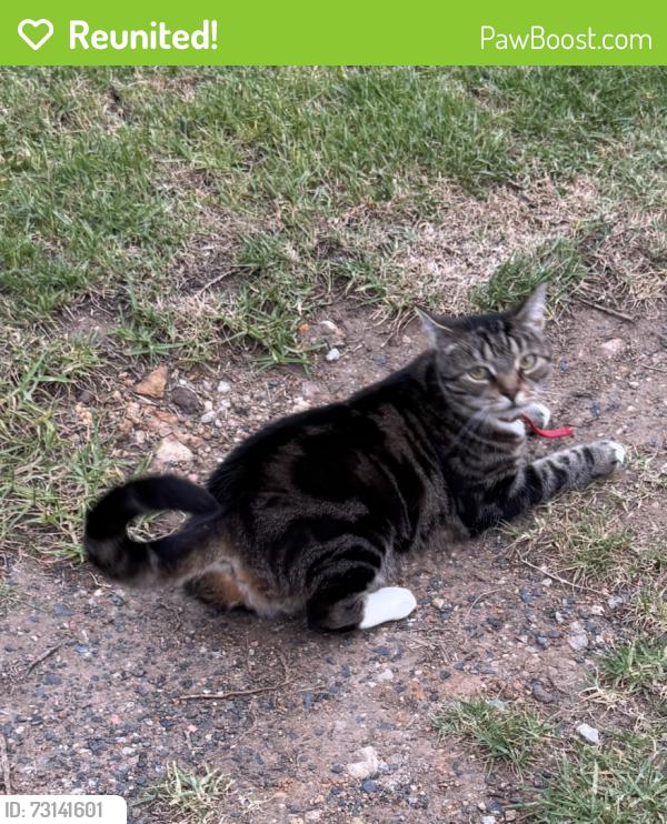 Reunited Female Cat last seen Plumwood Crescent, Tamarind Drive, Cordeaux Heights, Cordeaux Heights, NSW 2526