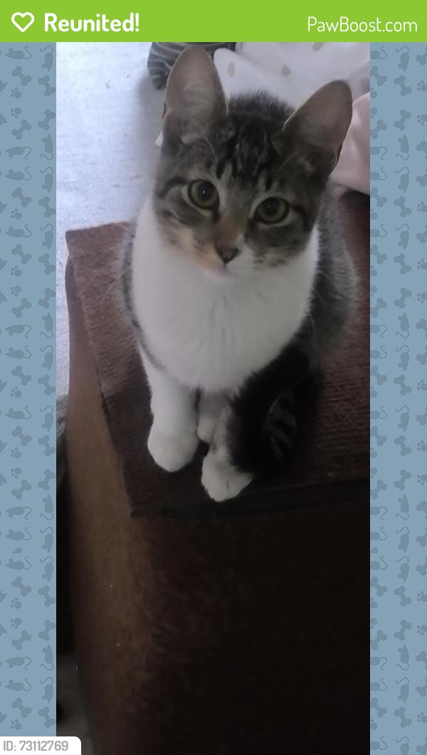 Reunited Male Cat last seen Eliseo Teixeira leite, Jardim Paulistano (Zona Norte), SP 02813-047