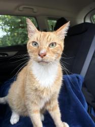 Found/Stray Male Cat last seen Indian River Rd & Reon Dr, Virginia Beach, VA 23464