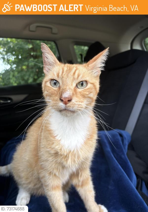 Found/Stray Male Cat last seen Indian River Rd & Reon Dr, Virginia Beach, VA 23464