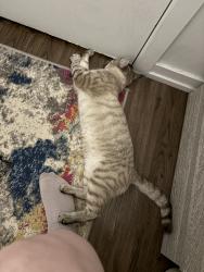 Found/Stray Male Cat last seen Kenmore and Winona, Chicago, IL 60640