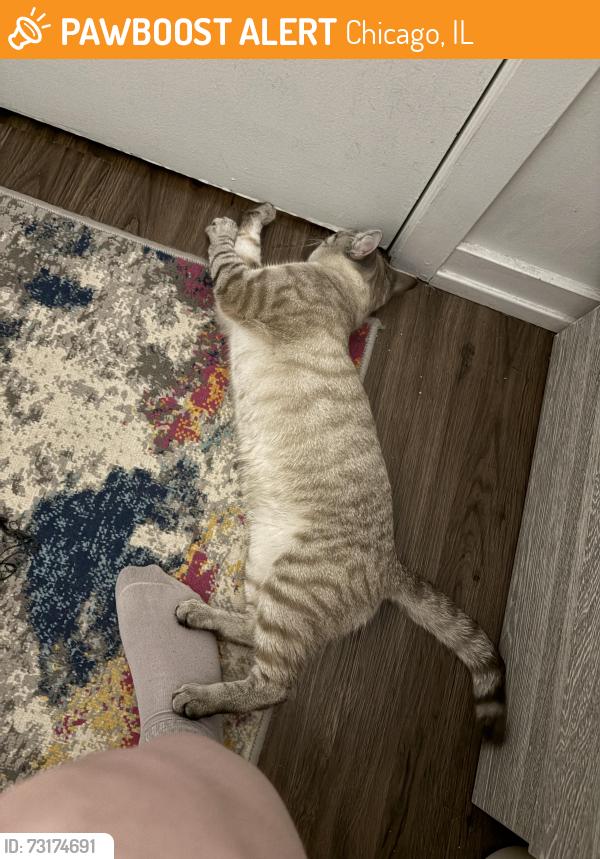 Found/Stray Male Cat last seen Kenmore and Winona, Chicago, IL 60640