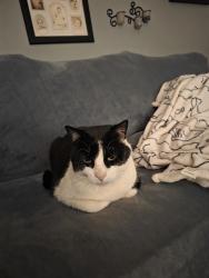 Lost Male Cat last seen Near Street and 60th Ave, Queens, NY 11355