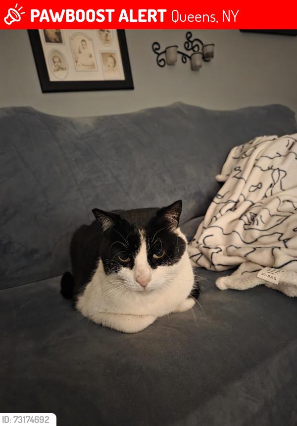 Lost Male Cat last seen Near Street and 60th Ave, Queens, NY 11355