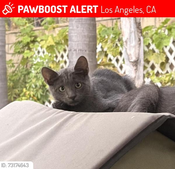 Lost Unknown Cat last seen Encino Ave., Los Angeles, CA 91316