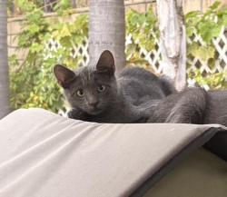 Lost Unknown Cat last seen Encino Ave., Los Angeles, CA 91316