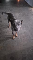 Reunited Male Dog last seen Near Willis, San Jacinto County, TX 77378