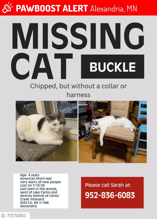 Lost Male Cat last seen Woods between the west side of Lake Carlos and Carlos Creek Vineyard, Alexandria, MN 56308