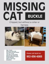 Lost Male Cat last seen Woods between the west side of Lake Carlos and Carlos Creek Vineyard, Alexandria, MN 56308