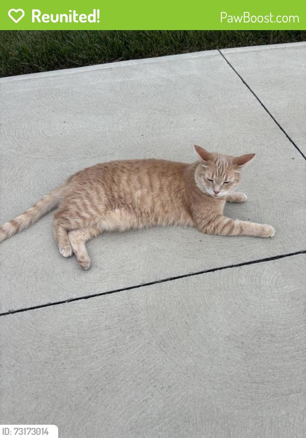 Reunited Female Cat last seen Warren road, Cleveland, OH 44111