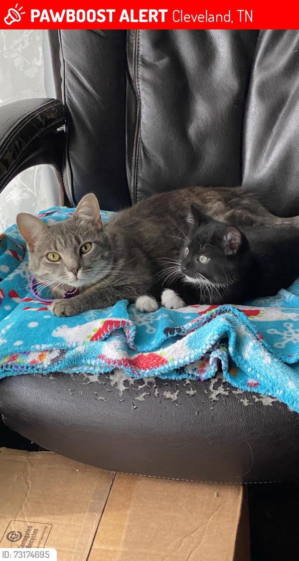 Lost Female Cat last seen Blythe Ferry Rd, Cleveland, TN 37312