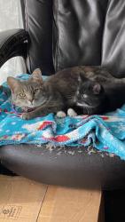 Lost Female Cat last seen Blythe Ferry Rd, Cleveland, TN 37312