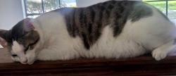 Lost Male Cat last seen Dove Meadows, Spring, TX 77388