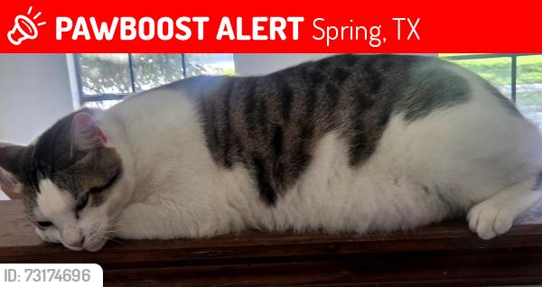 Lost Male Cat last seen Dove Meadows, Spring, TX 77388