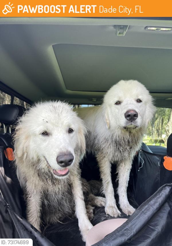 Found/Stray Unknown Dog last seen Johnston Road and Palamino Lake drive, Dade City, FL 33523