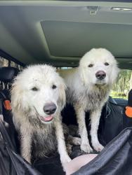 Found/Stray Unknown Dog last seen Johnston Road and Palamino Lake drive, Dade City, FL 33523