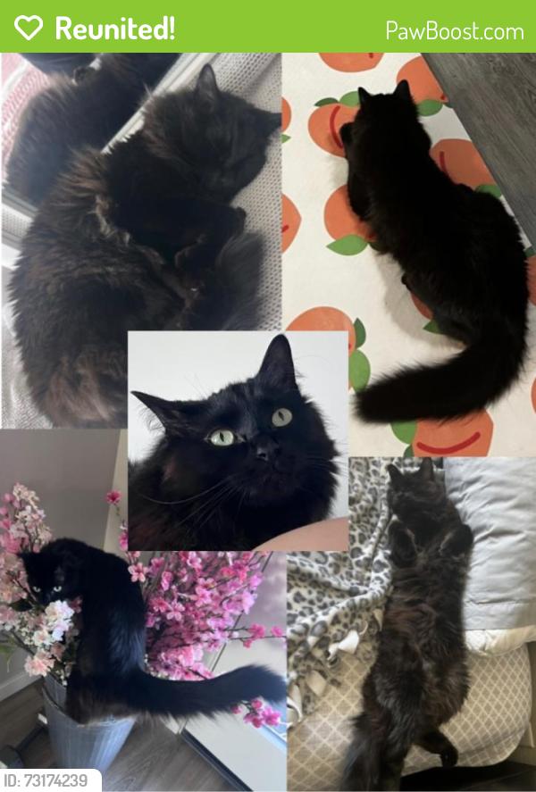 Reunited Female Cat last seen Forest Drive and Kcid, Caldwell, ID 83605