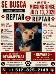 Lost Male Dog last seen Bernice Hart elementary, Austin, TX 78753