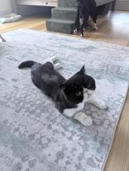 Reunited Male Cat last seen Bedford Ave, Brooklyn, NY 11211