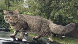 Reunited Male Cat last seen Hollywood St and Oberlin St, Worcester, MA 01610