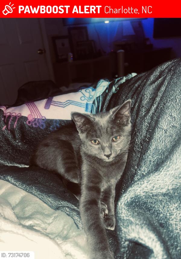 Lost Female Cat last seen Timber Crossing Caldwell crossing, Charlotte, NC 28213