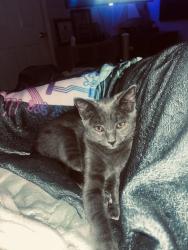 Lost Female Cat last seen Timber Crossing Caldwell crossing, Charlotte, NC 28213