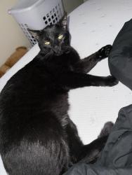 Reunited Male Cat last seen Creekwood apmts, Tulsa, OK 74133