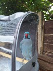 Lost Male Bird last seen Cedar ave, Prestwich, England 