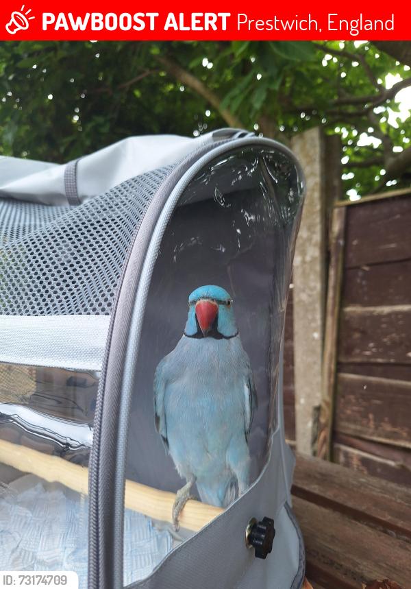 Lost Male Bird last seen Cedar ave, Prestwich, England 