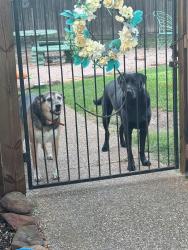 Lost Female Dog last seen Copperfield, Bryan, TX 77802