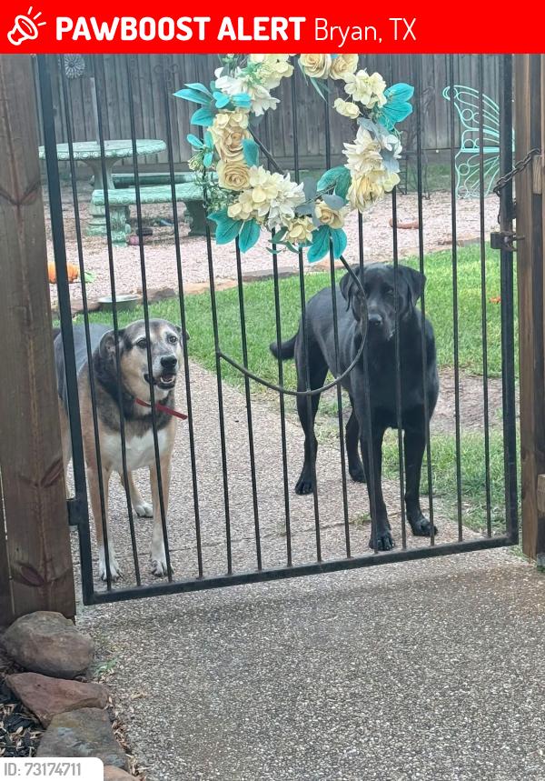 Lost Female Dog last seen Copperfield, Bryan, TX 77802