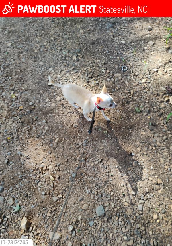 Lost Female Dog last seen Near woodlawn drive, statesville north carolina, Statesville, NC 28677