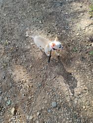 Lost Female Dog last seen Near woodlawn drive, statesville north carolina, Statesville, NC 28677