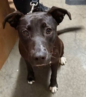 Shelter Stray Female Dog last seen Hughes Gasque Rd Aynor, Horry County, SC, 409 Bay St, North Myrtle Beach, SC 29582, USA