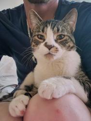 Lost Male Cat last seen 25th st, Fargo, ND 58103
